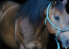 Quarter Horse - Horse for Sale in Bristol, VA 24202