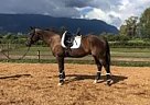 Thoroughbred - Horse for Sale in Maple Ridge, BC v4r2a8