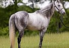 Quarter Horse - Horse for Sale in Covington, GA 30014