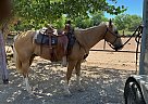 Quarter Horse - Horse for Sale in Corrales, NM 87048
