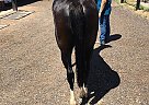 Paint - Horse for Sale in Buckeye, AZ 85326