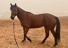 Quarter Horse - Horse for Sale in Roseburg, OR 97471