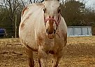 Walkaloosa - Horse for Sale in Dahlonega, GA 30533