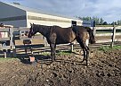 Thoroughbred - Horse for Sale in Vassar, MI 48768