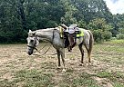 American Warmblood - Horse for Sale in Wynne, AR 72396