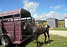 Mule - Horse for Sale in Connersville, IN 47331