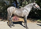 Andalusian - Horse for Sale in Aptos, CA 95003