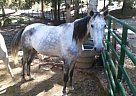 Racking - Horse for Sale in Salem, AL 