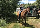 Arabian - Horse for Sale in Park Rapids, MN 56470