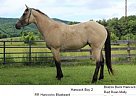 Quarter Horse - Horse for Sale in Indian Valley, VA 24105