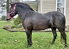 Pony - Horse for Sale in Lancaster, PA 17516