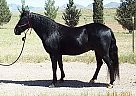 Rocky Mountain - Horse for Sale in Sonoita, AZ 85637