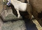 Palomino - Horse for Sale in Woodstock, OH 43084