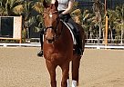 Irish Draught - Horse for Sale in Poway, CA 92064
