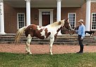 Paint - Horse for Sale in Tuscarora, MD 21790