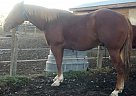 Quarter Horse - Horse for Sale in Pompeys Pillar, MT 59064