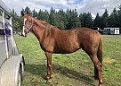 Thoroughbred - Horse for Sale in Vashon, WA 98070