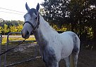 Paint - Horse for Sale in Lawrenceville, GA 30043