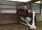Selle Francais - Horse for Sale in Lancaster, PA 17516