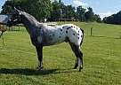 Appaloosa - Horse for Sale in Glasgow, KY 42141