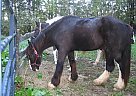 Draft - Horse for Sale in Winsted, CT 