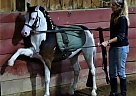 Welsh Pony - Horse for Sale in Punxsutawney, PA 15767