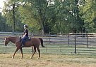 Quarter Horse - Horse for Sale in Big Flats, NY 14814
