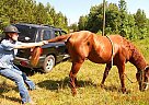 Quarter Horse - Horse for Sale in Gallant, AL 