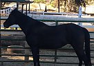 Mustang - Horse for Sale in Vista, CA 92084
