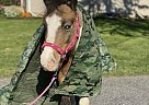Pony - Horse for Sale in Lancaster, PA 17516