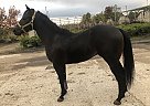 Quarter Horse - Horse for Sale in Plainfield, IL 60544