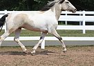Gypsy Vanner - Horse for Sale in East Hampton, CT 06424