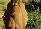 Quarter Horse - Horse for Sale in Union, NE 68455