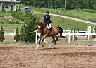 Warmblood - Horse for Sale in Greenwood, NS b0p1n0