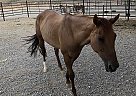Quarter Horse - Horse for Sale in Morenci, AZ 85540