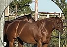 Quarter Horse - Horse for Sale in Elkhart, KS 67950