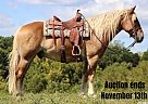 Draft - Horse for Sale in Brooksville, KY 40501