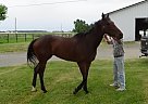 Thoroughbred - Horse for Sale in Van Wert, OH 45891