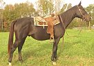 Quarter Horse - Horse for Sale in Louisa, VA 23093