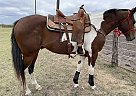 Quarter Horse - Horse for Sale in La costa, TX 78222