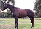 Thoroughbred - Horse for Sale in Williston, FL 32696