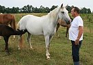 Missouri Fox Trotter - Horse for Sale in Hackleberg, AL 35564