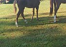 Quarter Pony - Horse for Sale in Bessemer, AL 35022