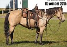 Quarter Horse - Horse for Sale in Charleston, IL 40501