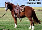 Quarter Horse - Horse for Sale in Rising, TX 40501