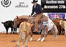 Quarter Horse - Horse for Sale in Whitesboro, TX 40501