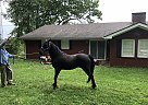 Other - Horse for Sale in Corbin, KY 40702