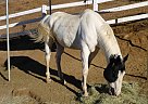 Paint - Horse for Sale in Acton, CA 93510