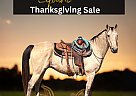 Quarter Horse - Horse for Sale in Sulphur Springs, TX 75483