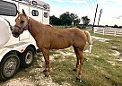 Palomino - Horse for Sale in Georgetown, TX 78626